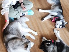 -Husky Go! 哈士奇体验馆·宠物咖啡厅狗咖