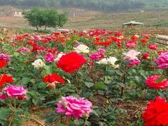 -密云玫瑰情园