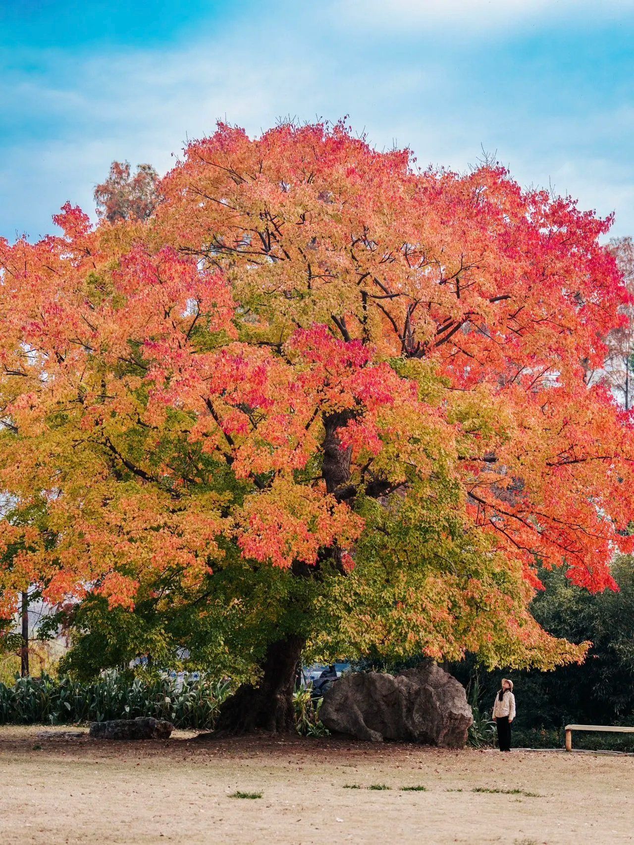 武汉这颗树500年了