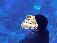 -哈尔滨波塞冬海底世界