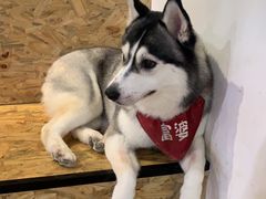 -Husky Go! 哈士奇体验馆·宠物咖啡厅狗咖