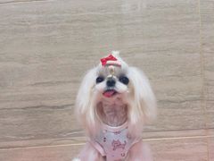 -仁普宠物诊所(住友昌盛新苑店)
