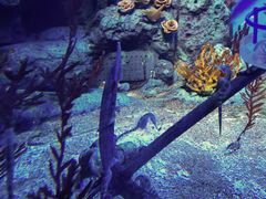 -上海海洋水族馆