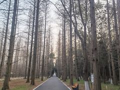 -东平国家森林公园