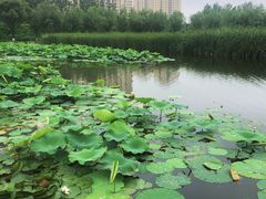 -前关湿地公园