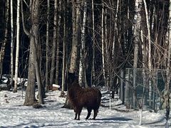 -长白山红松王滑雪场