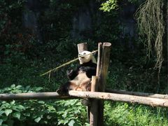 -红山森林动物园