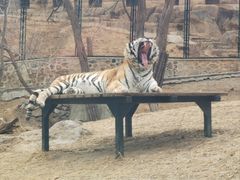 -大连森林动物园