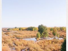 -金塔沙漠胡杨林景区