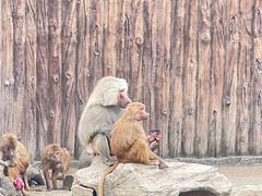 -上海野生动物园