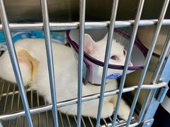 -创凡宠物医院·骨专科  猫科中心(西乡分院)