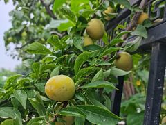 -丽泽山庄·生态怀柔菜·虹鳟鱼(红螺寺店)