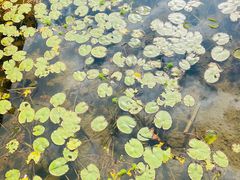 -贵阳市花溪国家城市湿地公园