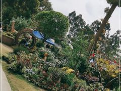 -空港花田景区