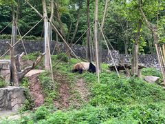 -都江堰中华大熊猫苑