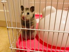 -瑞派·关忠动物医院·异宠专科·犬猫肿瘤·皮肤专科(望京店)