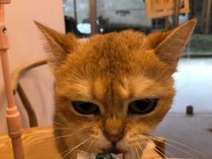 -猫咪派对(江南西店)