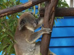 -威勒比开放式动物园