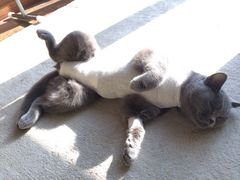麻醉还没彻底醒时的宝贝-纳吉亚猫专科动物诊疗中心(蒋宅口分院)