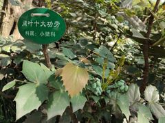 -秋霞圃
