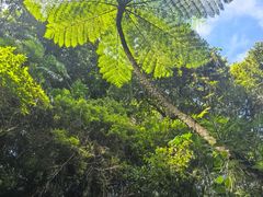 -热带雨林自然公园