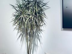 -收获咖啡HARVEST RESERVE(苍山店)