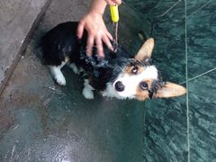 iphone_upload_pic-良成狗狗乐园