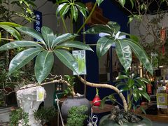 -弗劳尔花艺坊(龙涛店)