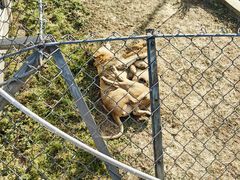 -石家庄市动物园