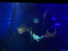 -江和美海洋公园