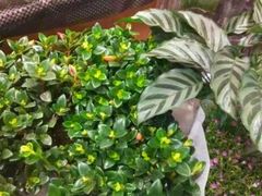 -花鸟鱼虫鲜花绿植市场(玉泉路店)