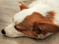 -浣熊柯尔鸭土拨鼠·电玩咖