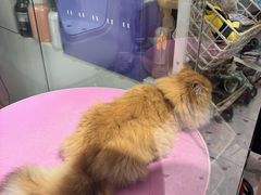 -FAELING PETS美天灵宠物(合生汇店)