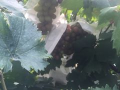 -马陆小张葡萄园农家乐