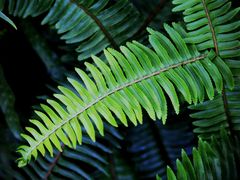 -国家植物园南园