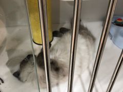-1013 PET SHOP 宠物商店(近铁城市广场店)