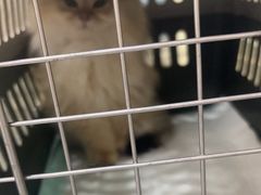 -动物缘宠物医院·骨科·猫科(西二环店)