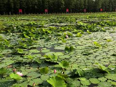 -渌洋湖湿地公园