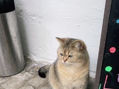 -喵屿·大理花园猫咖