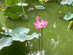-团结湖公园