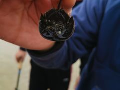-红树林天天赶海