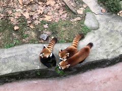 -都江堰中华大熊猫苑