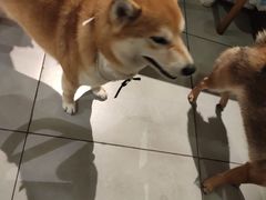 -柴务处·柴犬主题狗咖