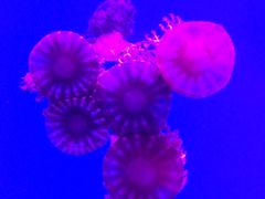 -芜湖新华联大白鲸海洋公园