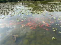 -白马涧龙池景区