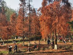 -重庆彩云湖湿地公园