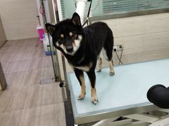 -暖阳宠物医院·犬猫康复中心·骨科