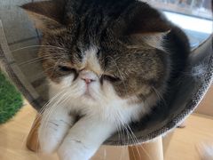 -瞄一喵猫咖(格力海岸店)