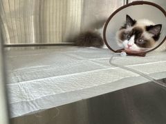 -艾贝尔宠物医院·24H转诊中心·肿瘤猫专科(江宁双龙店)