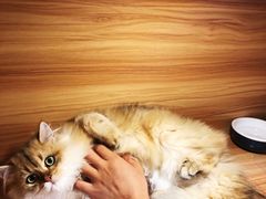-猫十亿·布偶金渐层·曼基康矮脚猫舍(青年路店)